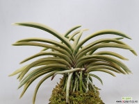 백야 : 풍란 부귀란(명품관) - 엑스플랜트