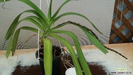 다화지갑란.중국원종.예쁜핑크색꽃.은은한향.인테리어효과.귀한상품. : 기타 서양란 - 엑스플랜트