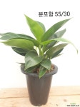애플콩고 /공기정화식물 : 관엽식물 - 엑스플랜트 애플콩고 /공기정화식물  : 관엽식물 - 엑스플랜트