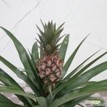 [도희씨네 정원] 넘넘 귀여운 꼬꼬마 파인애플 화분 240 : 공기정화식물 - 엑스플랜트
