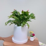 (싹쓰리식물원) 핑크 게발선인장 : 공기정화식물 - 엑스플랜트