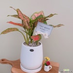 (싹쓰리식물원) 이글라네오마 엔젤 : 공기정화식물 - 엑스플랜트