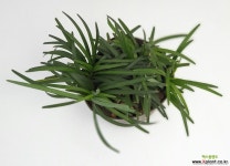 애란 포트24 개(농장에서 바로배송) 관상용 조경용 정원식수용 반려식물 꽃보러가자 : 야생화 - 엑스플랜트