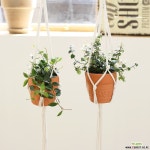 공기정화식물 토분 마크라메 SET 행잉플랜트 : 공기정화식물 - 엑스플랜트