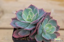 칠변화 : 다육금 - 엑스플랜트