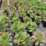 캔디.중품.자연.진품(간도리스아님).랜덤 - 엑스플랜트