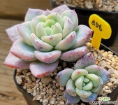 띠아모 - 엑스플랜트