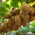 제니키위(자가수정결실) 키2.0m결실주 가림원예조경 : 꽃나무 묘목 - 엑스플랜트