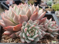 412-3769 (사진 다시올림) - 엑스플랜트  412-3769    (사진 다시올림) - 엑스플랜트