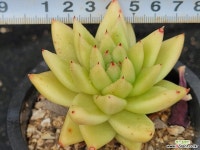 새벽별 - 엑스플랜트