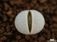 마39_ dinteranthus pole-evansii(폴에반시) 경매-리톱스/코노피튬  