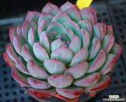 유스케1193 - 엑스플랜트