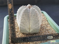 온즈카난봉옥대품 - 엑스플랜트