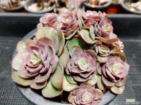 수연(적심) - 엑스플랜트