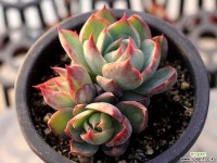 카시오적금 4-0787 - 엑스플랜트