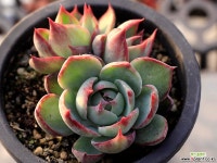 카시오적금 4-0787 - 엑스플랜트