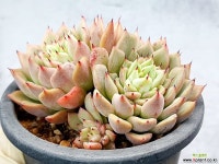 기르바의장미 38-325 - 엑스플랜트