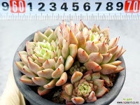 기르바의장미 38-325 - 엑스플랜트