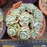 러블리로즈 10개모듬(976) - 엑스플랜트