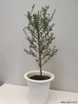 올리브나무외목대/동일품배송 - 엑스플랜트 올리브나무외목대/동일품배송  - 엑스플랜트