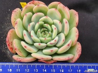 빅토리 - 엑스플랜트