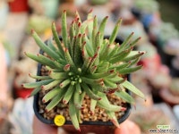 파키포리아 - 엑스플랜트