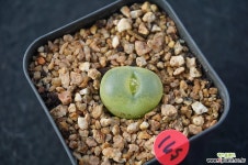 571 콩코르디아 - 엑스플랜트