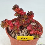 레드베리 625 - 엑스플랜트