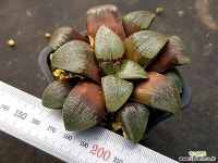 하월시아 실생-411 (Haworthia seedling) - 엑스플랜트