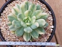 브릿도자금 대품 1249 - 엑스플랜트