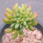 팔천대철화 - 엑스플랜트
