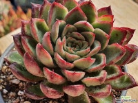 루시아 1173 1225 - 엑스플랜트