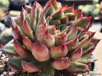 루시아 1173 1225 - 엑스플랜트