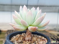 코로라타*아메치스 2-171 - 엑스플랜트