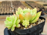 레이첼 2-184 - 엑스플랜트