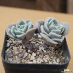 러블리로즈자연 1227-42 - 엑스플랜트