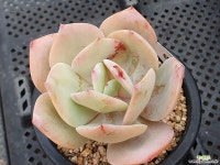 백봉 - 엑스플랜트