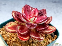 환엽홍사 2-396 - 엑스플랜트