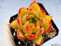 창교배종 3-354 - 엑스플랜트