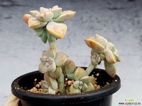 버날렌스 3-364 - 엑스플랜트