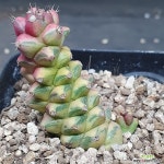 223. 리치아이금 경매-다육식물  