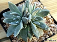 화리노사011 - 엑스플랜트