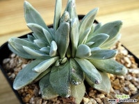 화리노사011 - 엑스플랜트