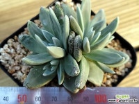 화리노사011 - 엑스플랜트