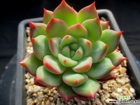스칼렛 12-031 - 엑스플랜트