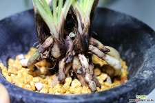 중투 유현 : 춘란 - 엑스플랜트