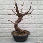 돌배나무130 - 동일품 배송 : 야생화 - 엑스플랜트