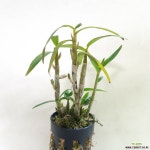 황월석곡 : 석곡 - 엑스플랜트