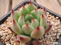 쉘부르(쉘브르) (14) - 엑스플랜트