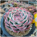 실루엣 - 엑스플랜트